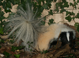 Striped Skunk